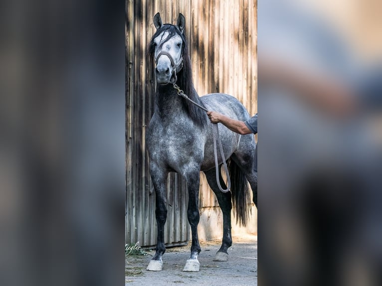 PRE Blandning Hingst 4 år 160 cm Grå-mörk-brun in Filderstadt