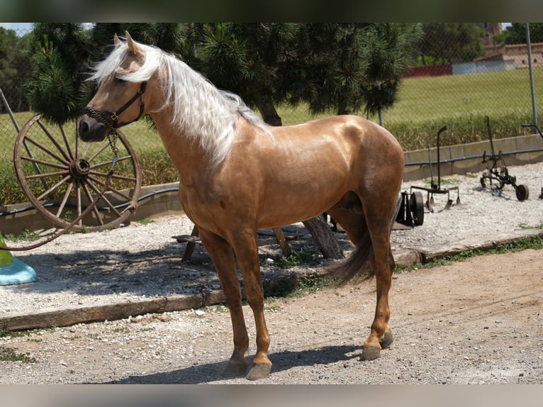 PRE Blandning Hingst 4 år 160 cm Palomino in Hamburg