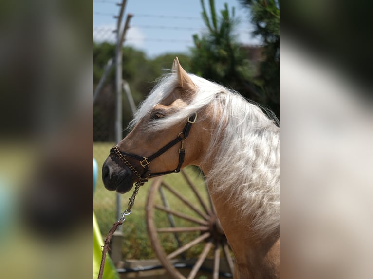 PRE Blandning Hingst 4 år 160 cm Palomino in Hamburg