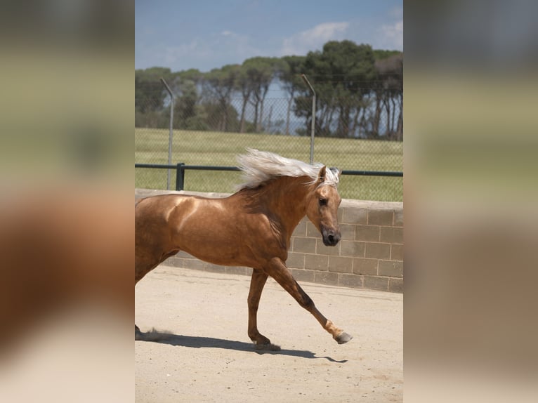 PRE Blandning Hingst 4 år 160 cm Palomino in Hamburg