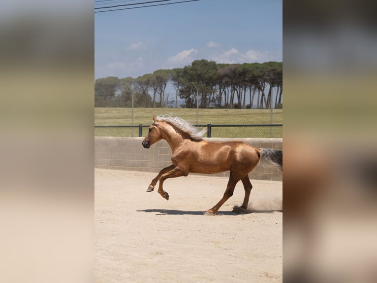 PRE Blandning Hingst 4 år 160 cm Palomino in Hamburg