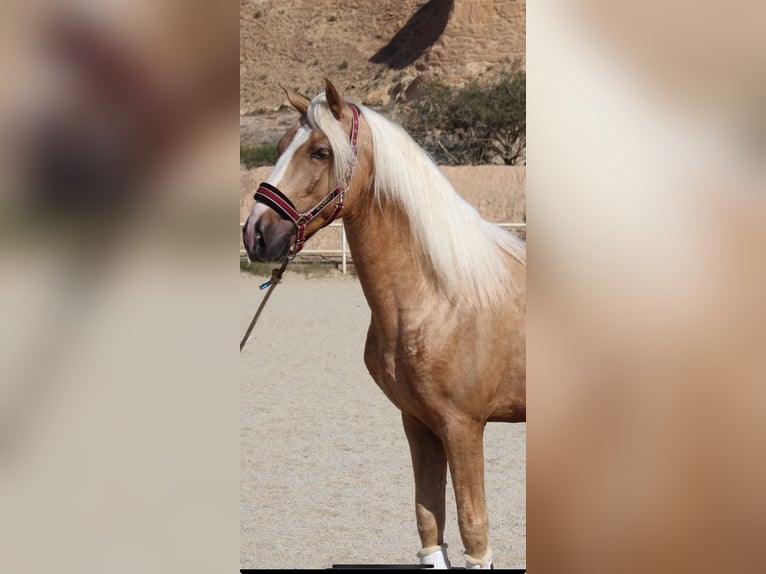 PRE Blandning Hingst 4 år 160 cm Palomino in Almerimar