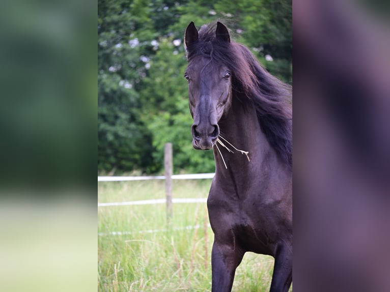 PRE Hingst 4 år 160 cm Svart in Mitterndorf an der Fischa