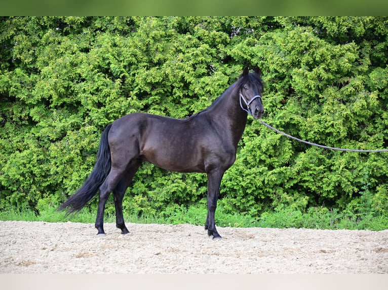 PRE Hingst 4 år 160 cm Svart in Mitterndorf an der Fischa