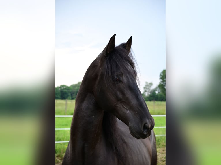 PRE Hingst 4 år 160 cm Svart in Mitterndorf an der Fischa