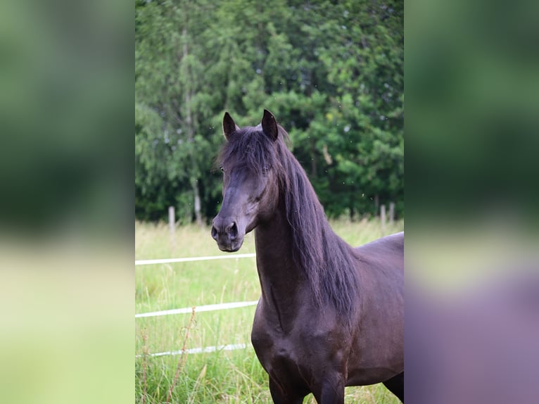 PRE Hingst 4 år 160 cm Svart in Mitterndorf an der Fischa