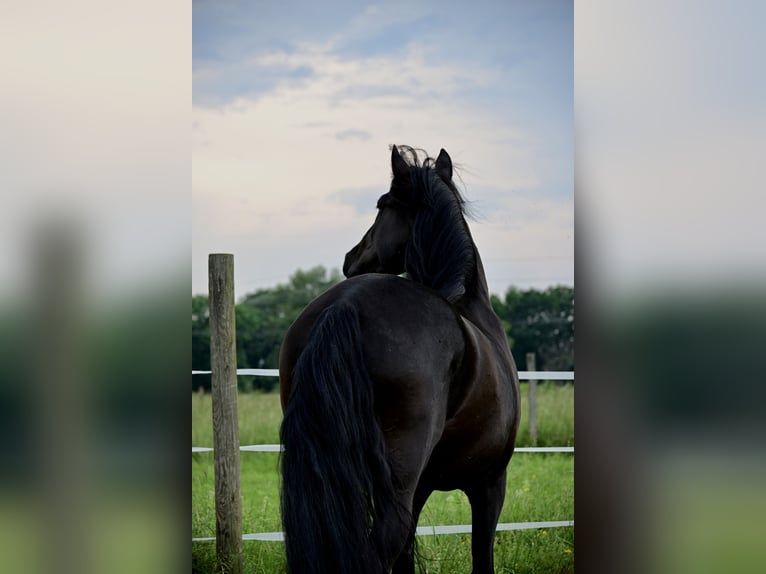 PRE Hingst 4 år 160 cm Svart in Mitterndorf an der Fischa