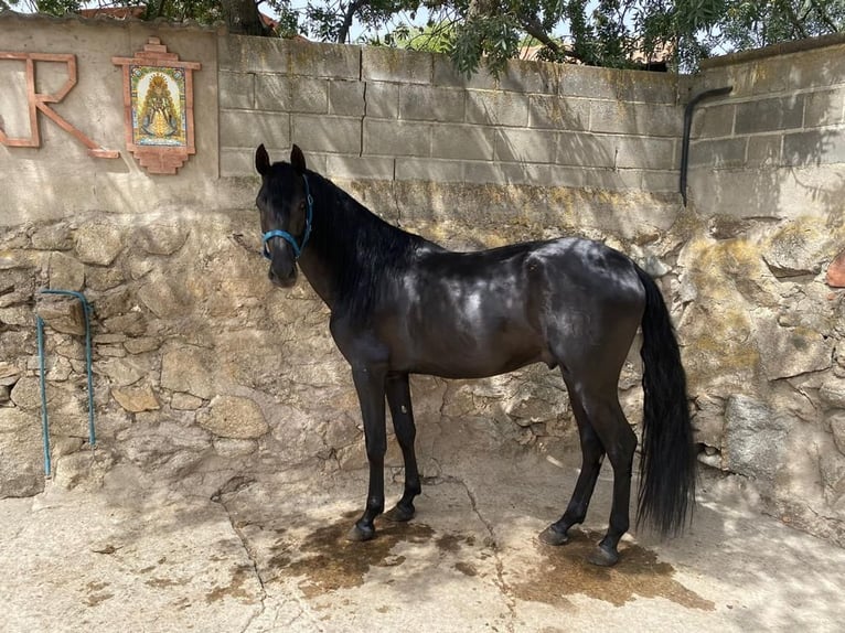 PRE Hingst 4 år 160 cm Svart in Mitterndorf an der Fischa