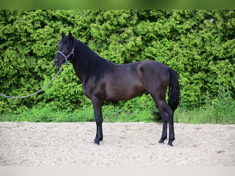 PRE Hingst 4 år 160 cm Svart in Mitterndorf an der Fischa