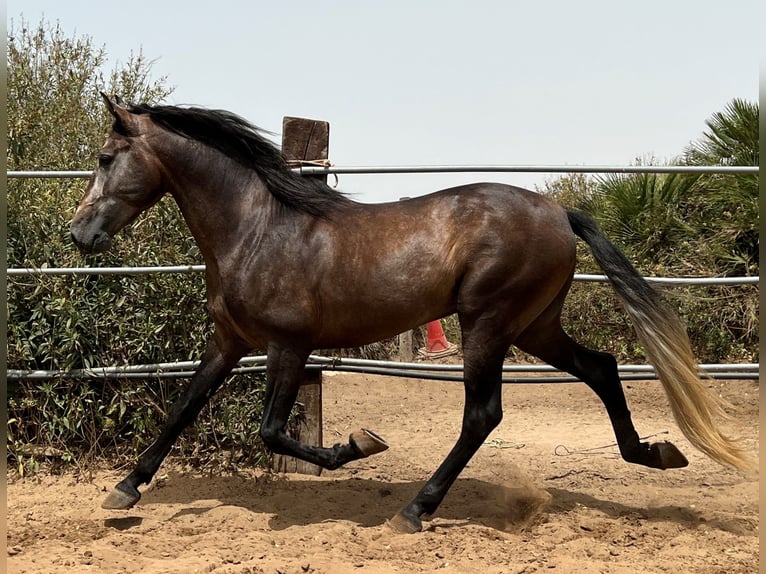 PRE Hingst 4 år 161 cm Braunfalbschimmel in EL PALMAR