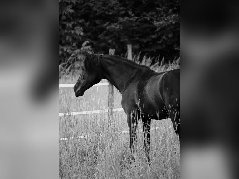 PRE Hingst 4 år 161 cm Svart in Mitterndorf an der Fischa