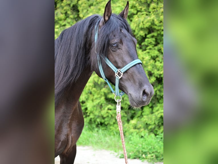 PRE Hingst 4 år 161 cm Svart in Mitterndorf an der Fischa