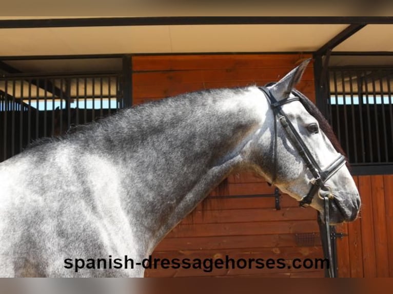 PRE Blandning Hingst 4 år 162 cm Grå in Barcelona