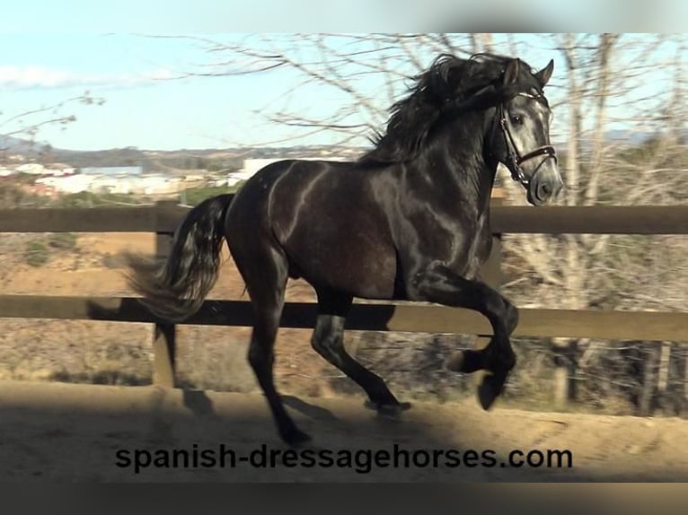 PRE Hingst 4 år 162 cm Grå in Barcelona