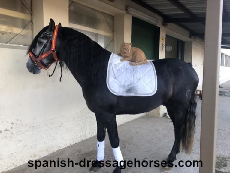 PRE Hingst 4 år 162 cm Grå in Barcelona