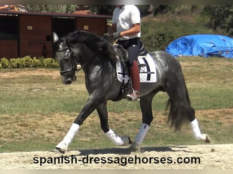 PRE Blandning Hingst 4 år 162 cm Grå in Barcelona