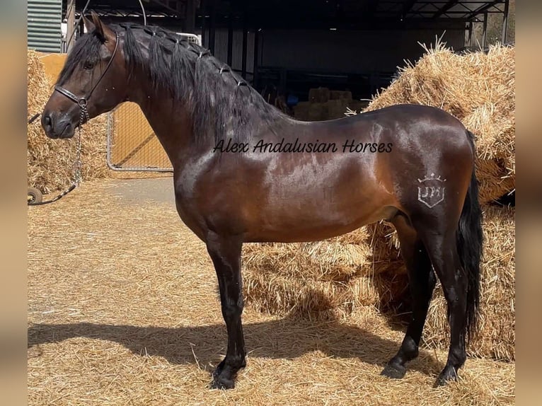 PRE Blandning Hingst 4 år 163 cm Brun in Sevilla