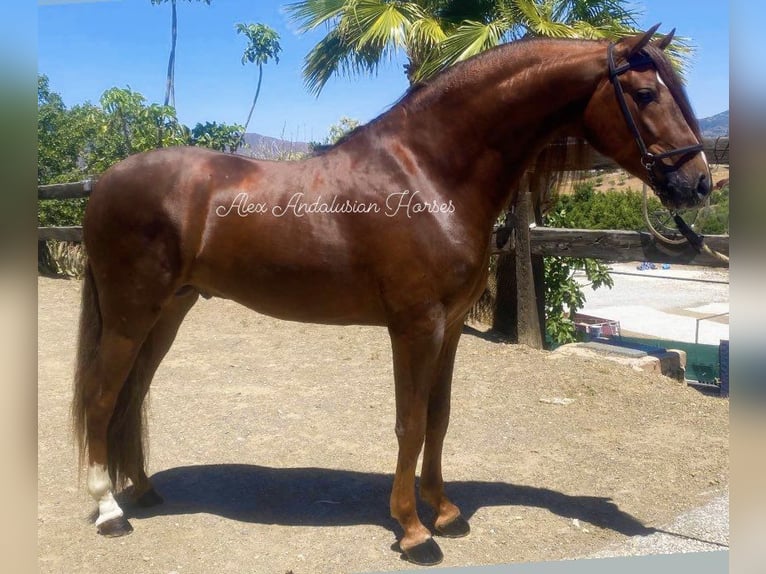 PRE Blandning Hingst 4 år 163 cm fux in Sevilla