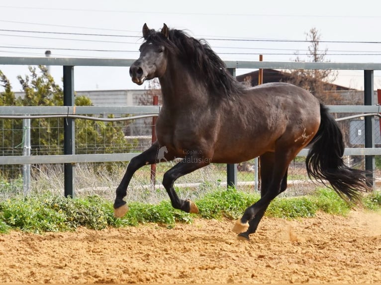 PRE Hingst 4 år 163 cm Svart in Provinz Malaga