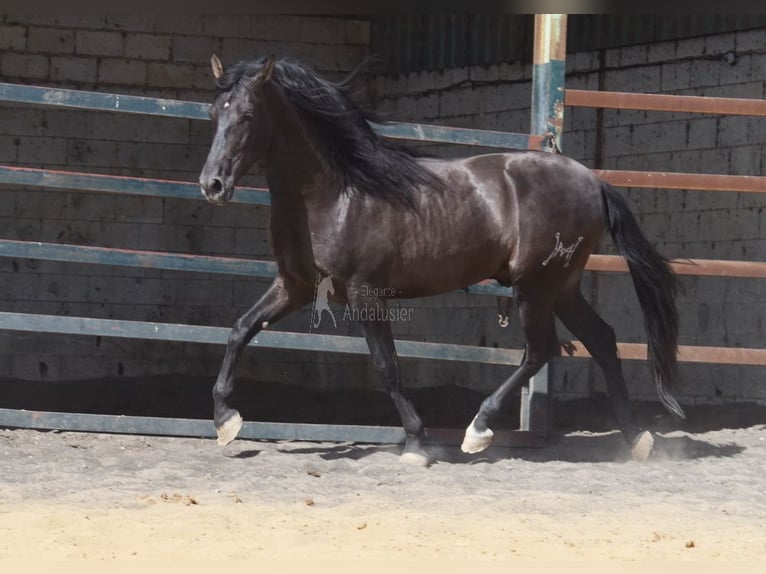 PRE Hingst 4 år 163 cm Svart in Provinz Malaga