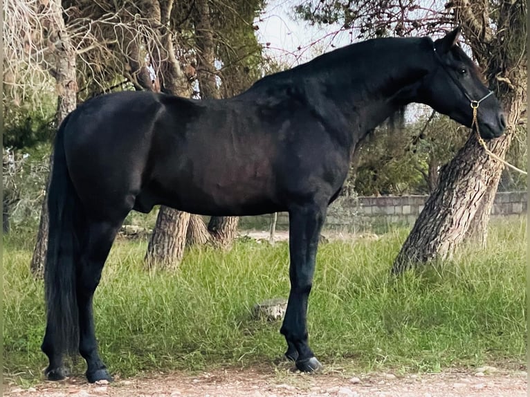 PRE Blandning Hingst 4 år 163 cm Svart in Martfeld