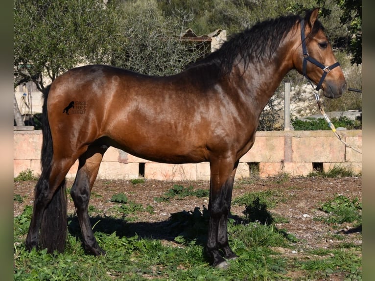PRE Hingst 4 år 164 cm Black in Mallorca