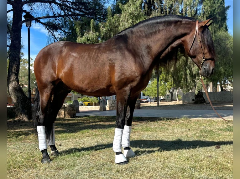 PRE Blandning Hingst 4 år 164 cm Brun in Valencia