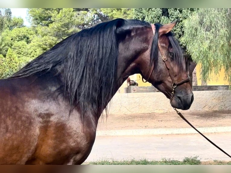 PRE Blandning Hingst 4 år 164 cm Brun in Valencia