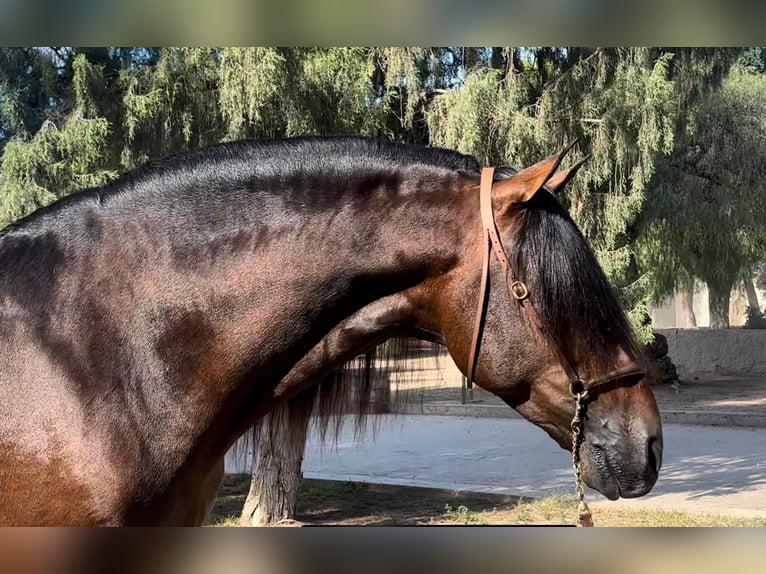 PRE Blandning Hingst 4 år 164 cm Brun in Valencia