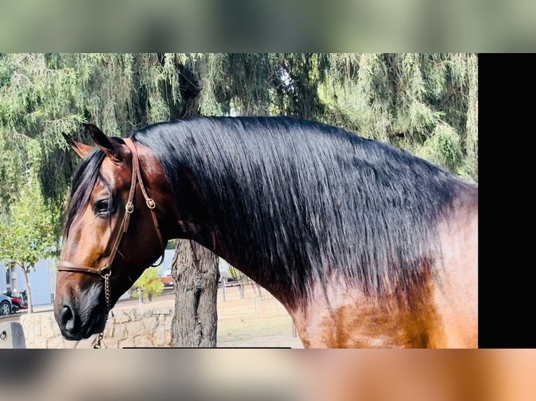 PRE Blandning Hingst 4 år 164 cm Brun in Valencia