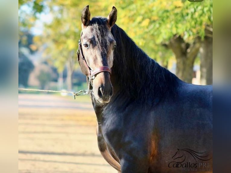 PRE Hingst 4 år 164 cm Grå in Merida