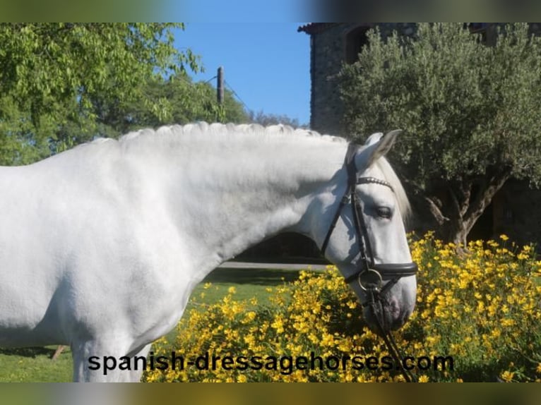 PRE Hingst 4 år 164 cm Grå in Barcelona