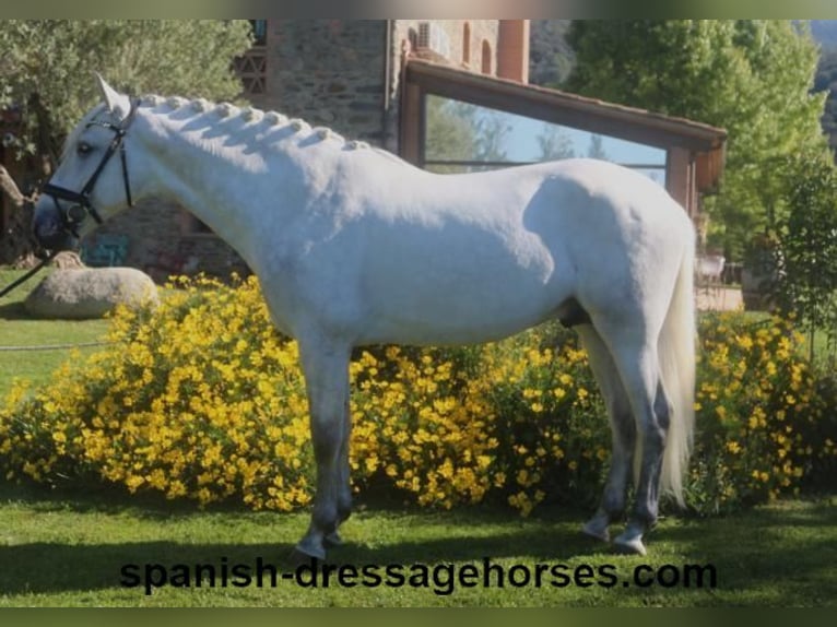 PRE Hingst 4 år 164 cm Grå in Barcelona