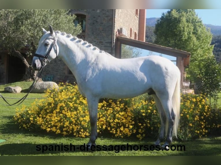 PRE Hingst 4 år 164 cm Grå in Barcelona