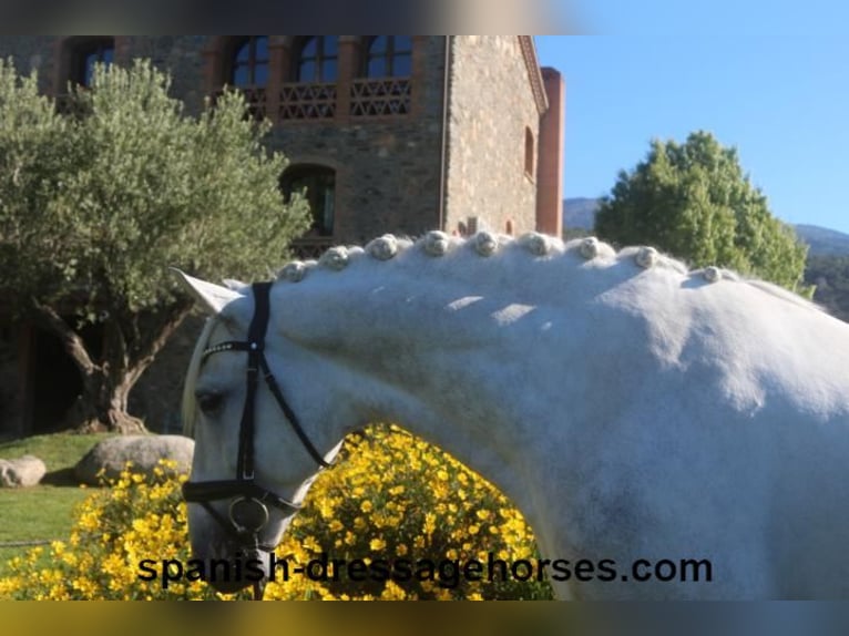 PRE Hingst 4 år 164 cm Grå in Barcelona