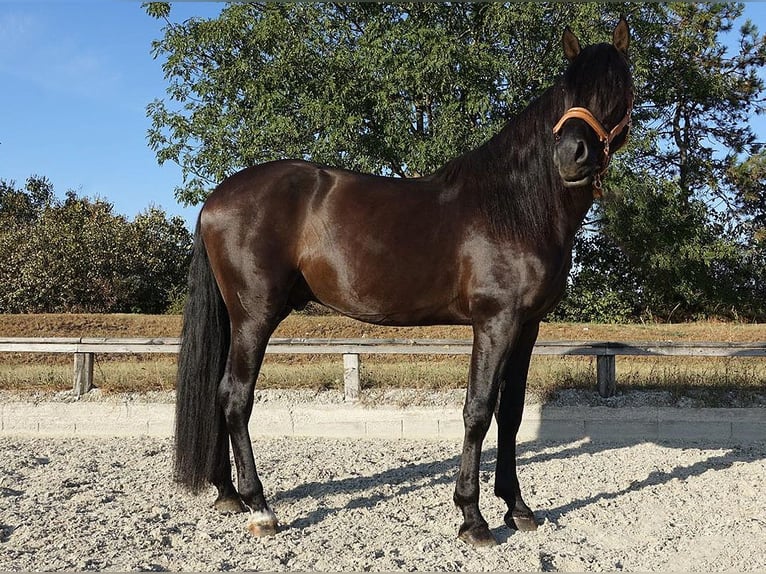 PRE Blandning Hingst 4 år 164 cm Svart in Bötersen