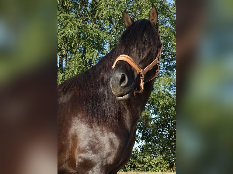 PRE Blandning Hingst 4 år 164 cm Svart in wien