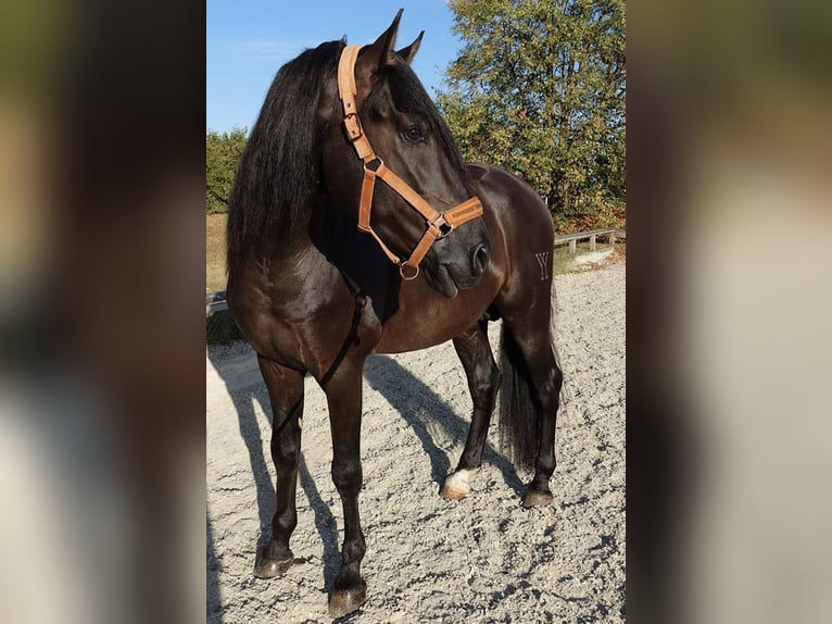 PRE Blandning Hingst 4 år 164 cm Svart in wien