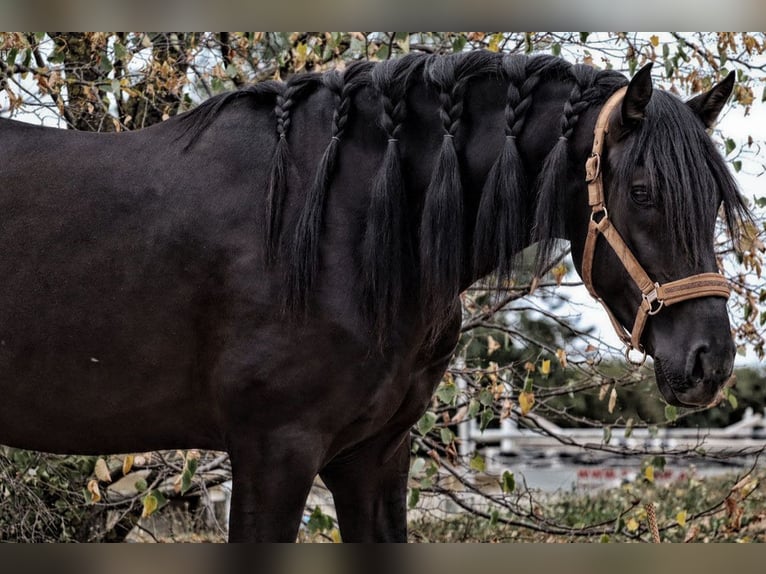 PRE Blandning Hingst 4 år 164 cm Svart in wien