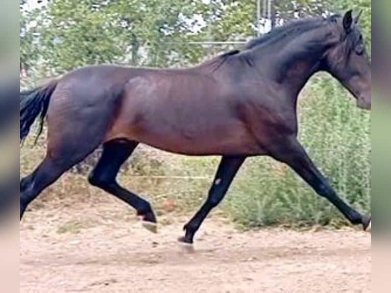 PRE Blandning Hingst 4 år 164 cm Svart in MADRID