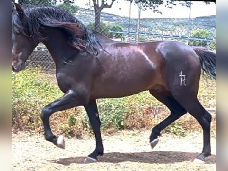 PRE Blandning Hingst 4 år 164 cm Svart in MADRID