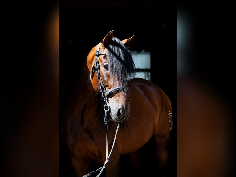 PRE Blandning Hingst 4 år 165 cm Brun in Aeugst