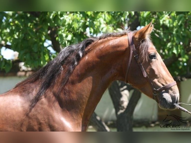 PRE Hingst 4 år 165 cm Brun in Barcelona