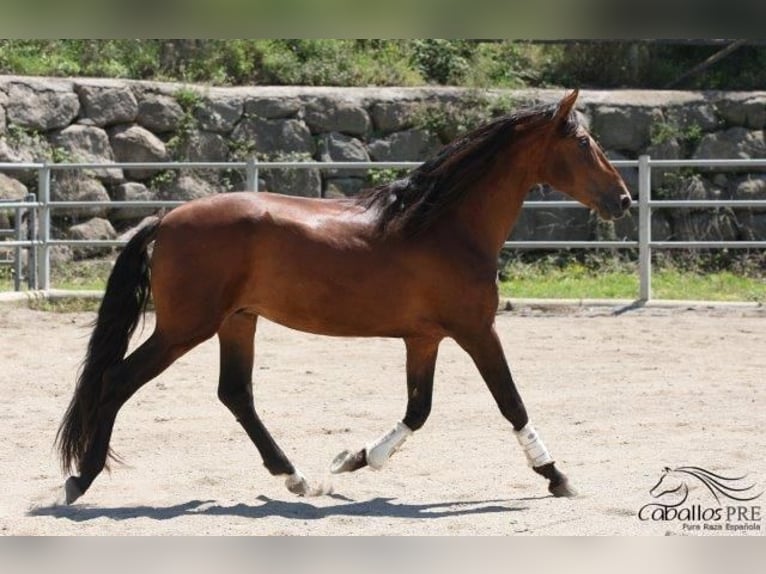 PRE Hingst 4 år 165 cm Brun in Barcelona