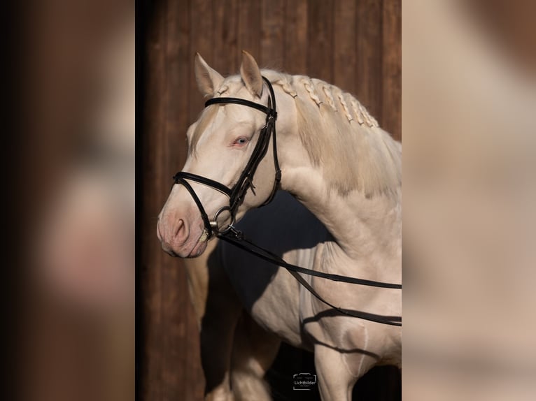 PRE Hingst 4 år 165 cm Cremello in Büttelborn