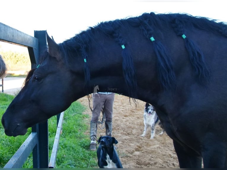 PRE Blandning Hingst 4 år 165 cm Svart in Provinz Malaga