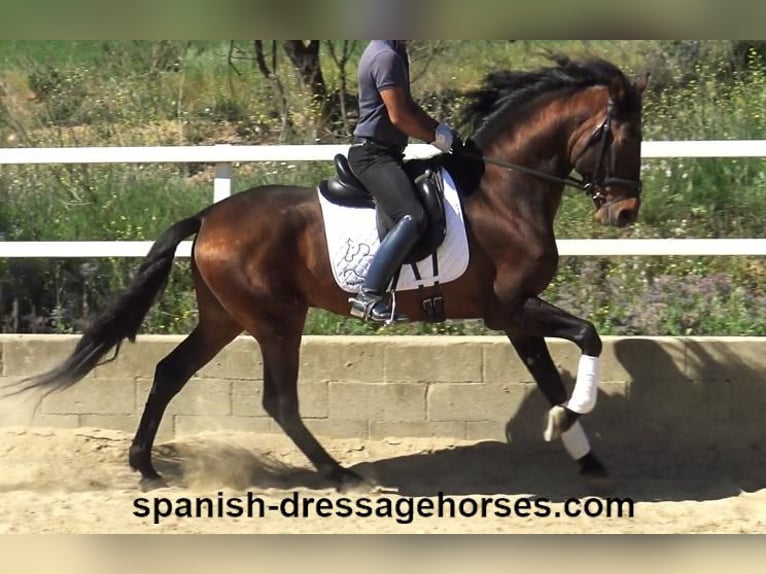 PRE Blandning Hingst 4 år 166 cm Brun in Barcelona