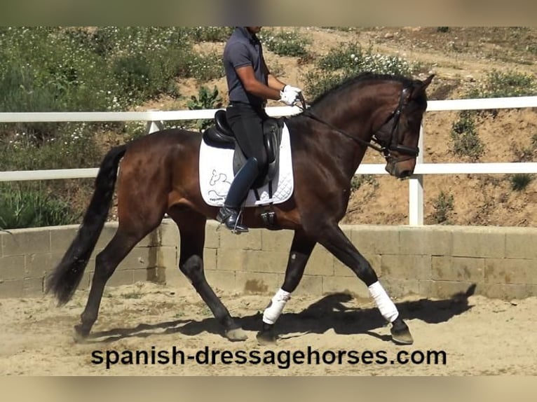 PRE Blandning Hingst 4 år 166 cm Brun in Barcelona