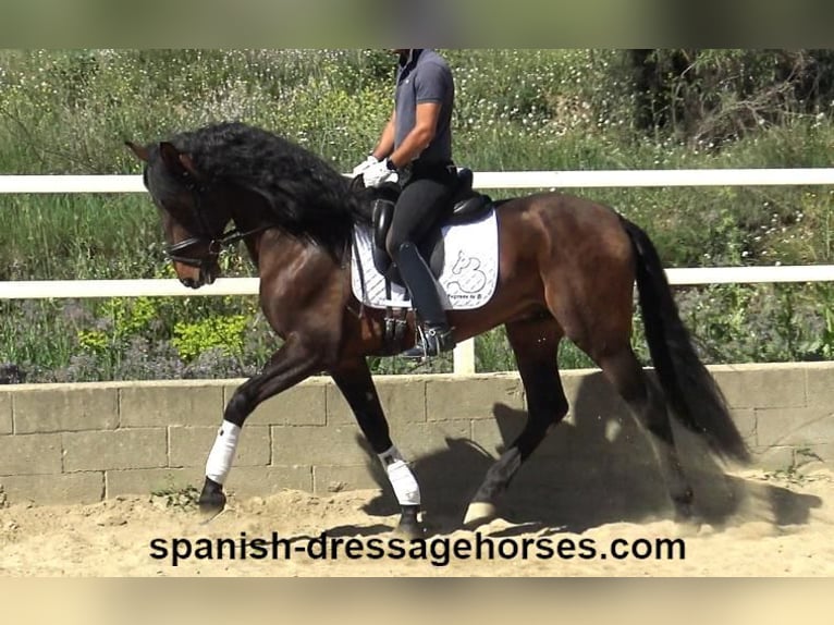 PRE Blandning Hingst 4 år 166 cm Brun in Barcelona