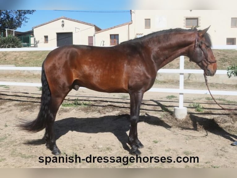 PRE Blandning Hingst 4 år 166 cm Brun in Barcelona